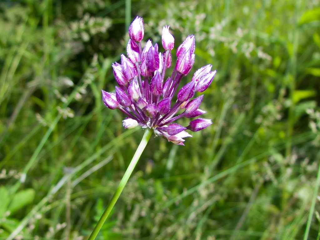 Allium